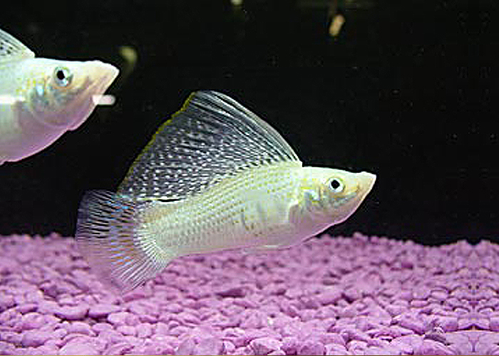 Silver Sailfin Molly