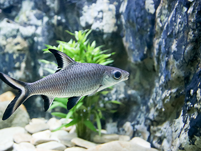 Silver Shark