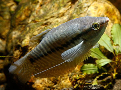 Snakeskin Gourami