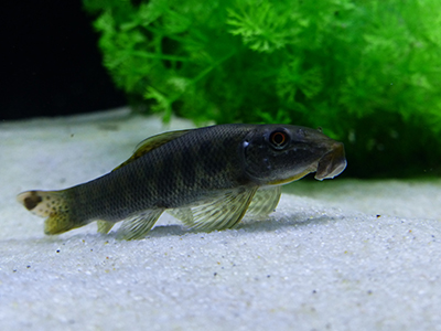 Sucking Loach