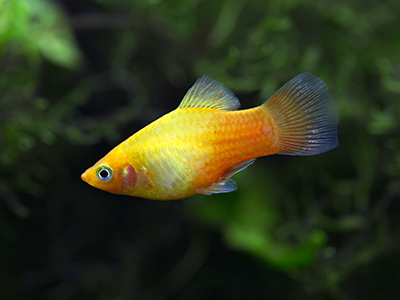 Sunset Platy