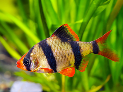 Tiger Barb