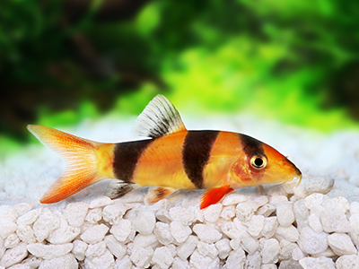 Clown Loach