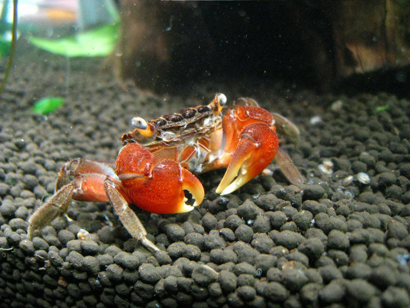 Tropical Red Crab