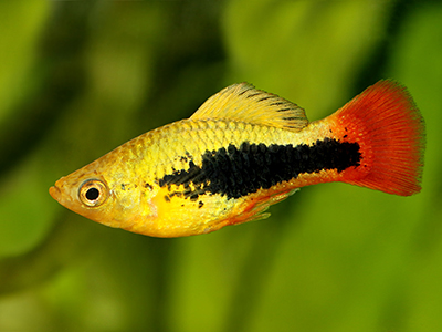 Tuxedo Sunset Platy