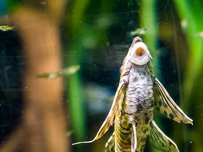 Twig Catfish