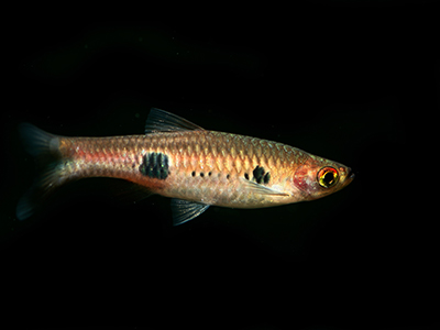 Two Spot Rasbora
