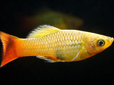 Variegated Platy