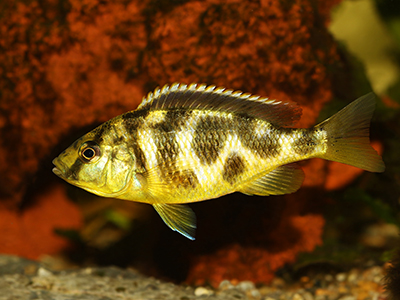 Venustus Cichlid
