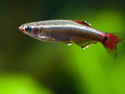 White Cloud Minnow