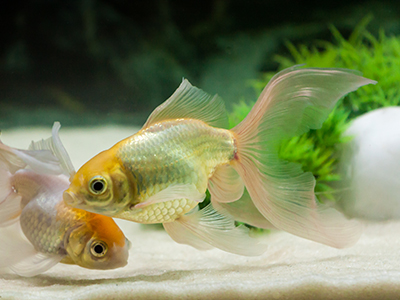 White Fantails