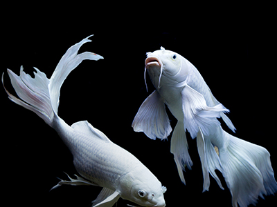 White Koi Carp