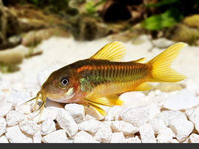 Assorted Corydoras