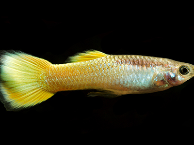 Yellow Guppy
