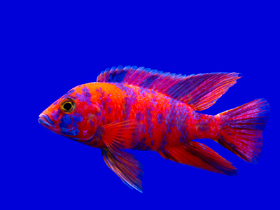 Yellow Head Peacock Cichlid