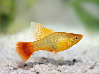 Yellow Platy