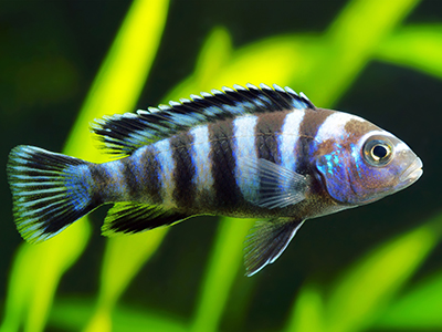 Zebra Cichlid