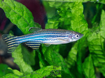 Zebra Danio