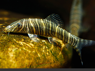 Zebra Striata Botia