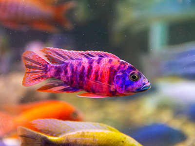 Orange Peacok Cichlid