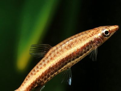 Hockeystick Pencilfish