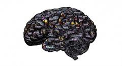 Picture of a brain