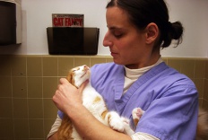 Photo of a vet with a cat 