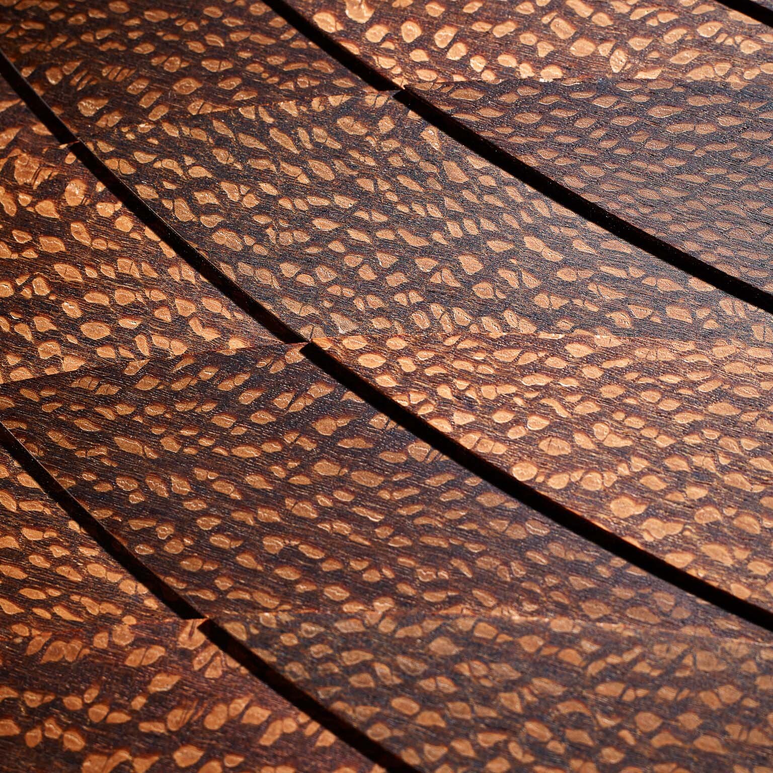 Pangolin Armour Detail Shot Low Res