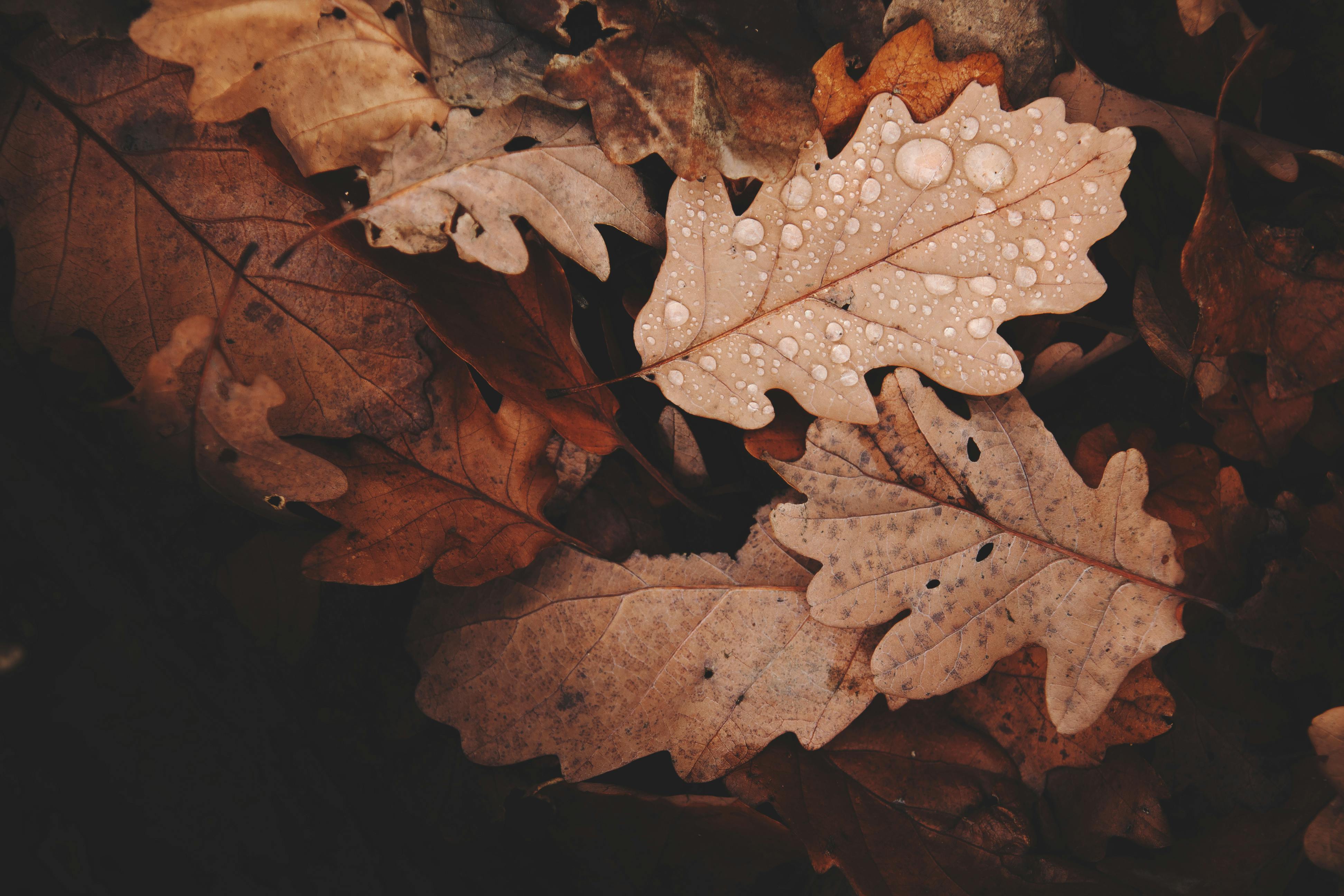 G1575-07 Autumn Drift Inspiration