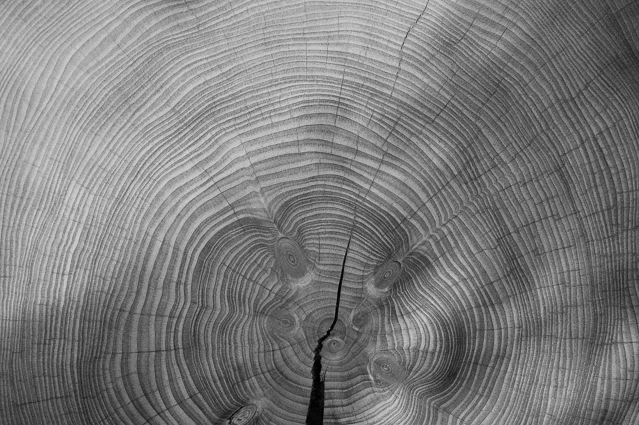 Annual rings 3212803 1280 bw copy