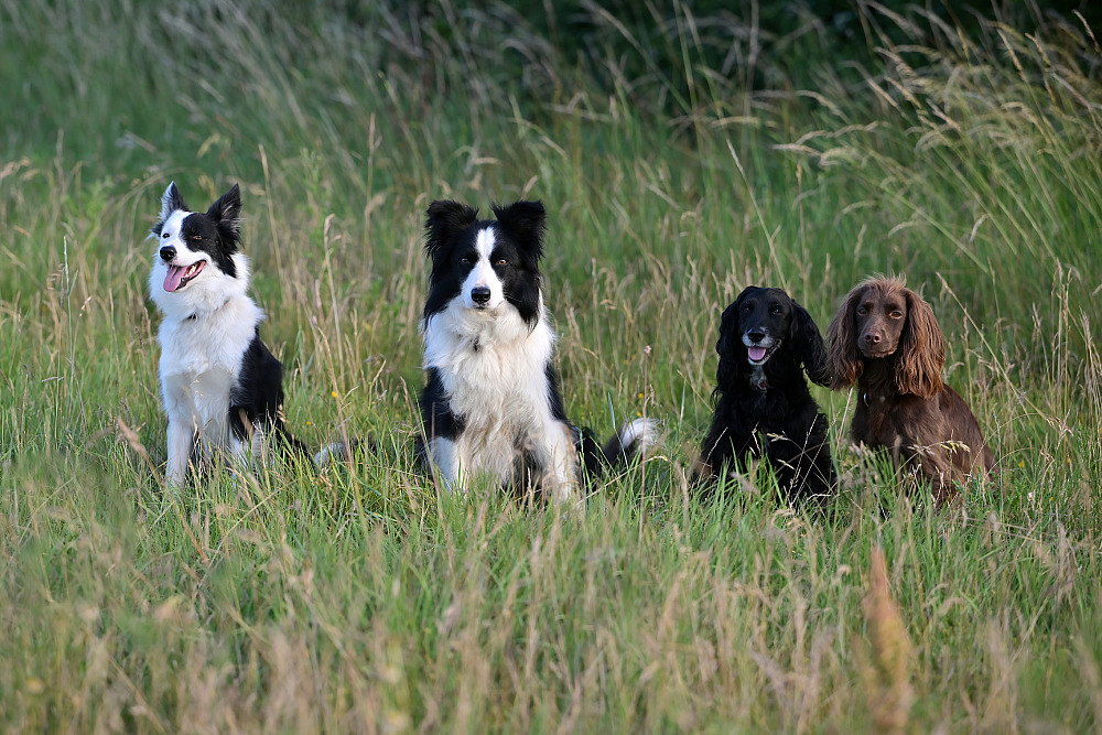Cressida, Moss, Fran, Fate, Ness, Tara and Beech!