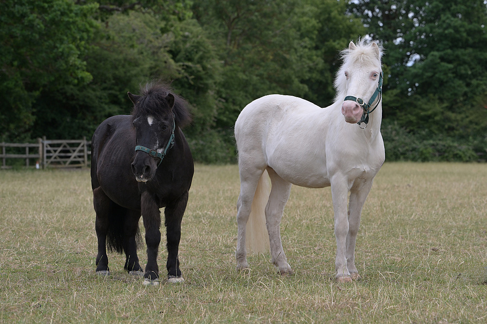 1-7-2026 - Chelmsford Equestrian Center