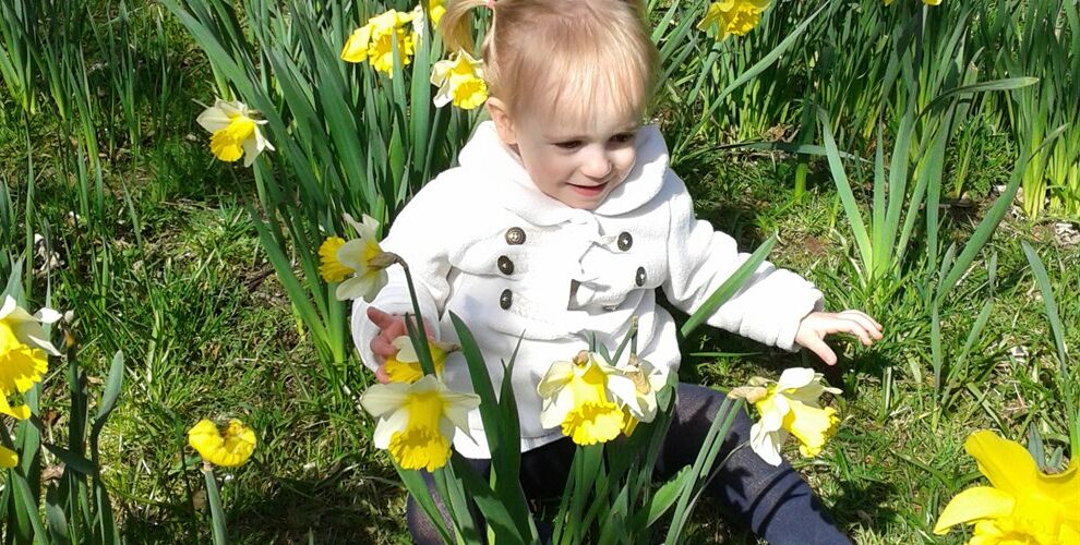 Toddler wearing white jacket sat in a field of daffodils
