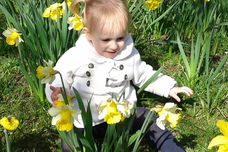 Toddler wearing white jacket sat in a field of daffodils