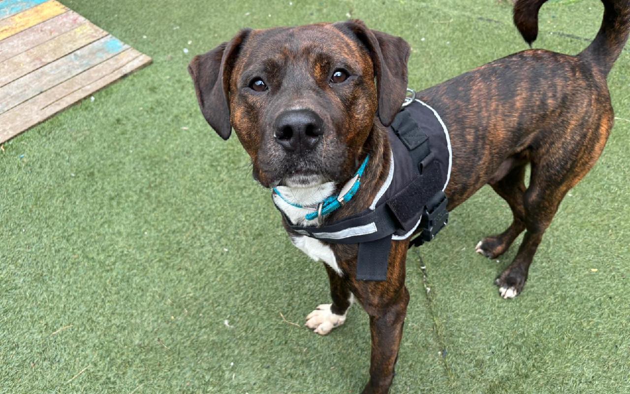 Rodger, a 2 years old male Crossbreed available for adoption from Scottish SPCA in Lanarkshire ARRC, Scotland