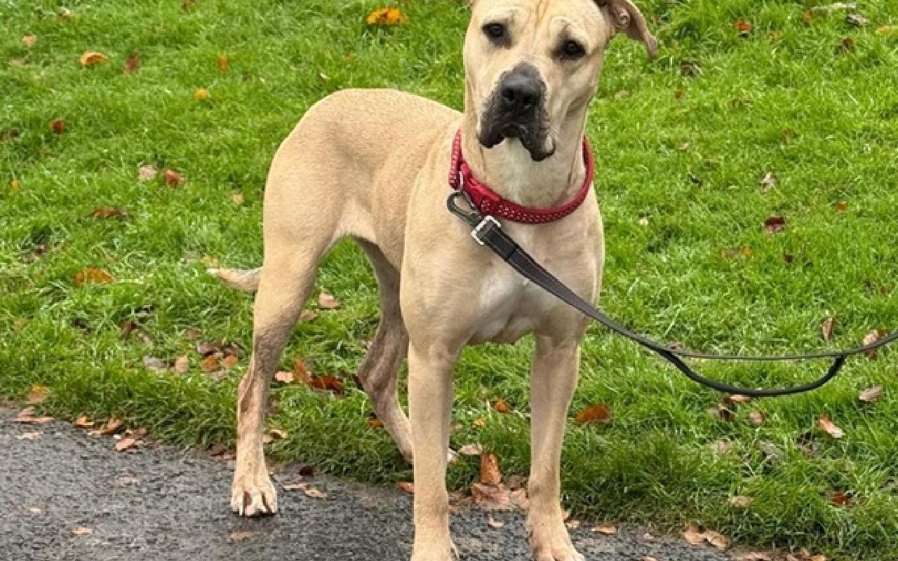 Armani, a 2 years old female Cane Corso available for adoption from Scottish SPCA in Scotland