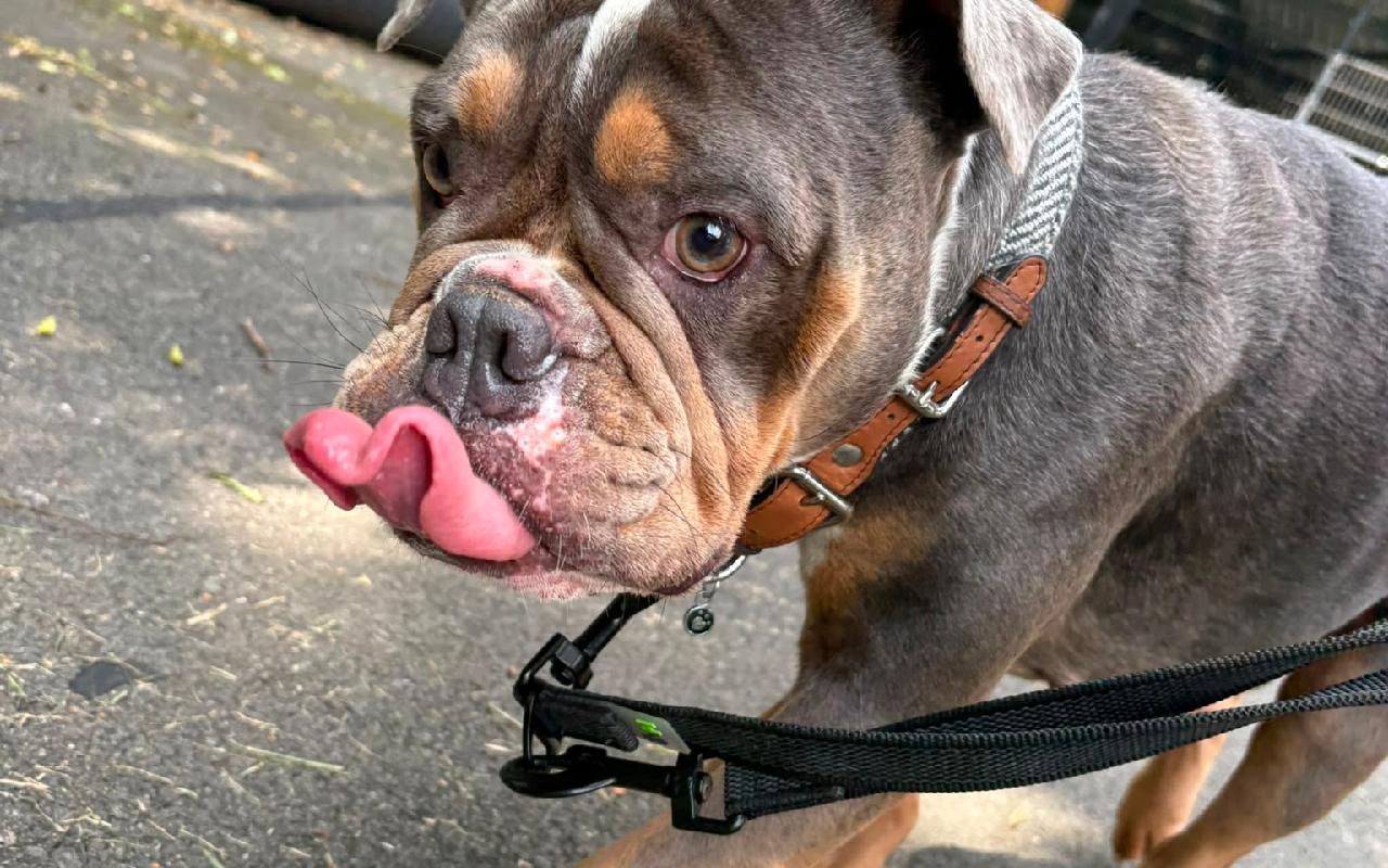 Maggie, a 4 years old female Bulldog available for adoption from Scottish SPCA in Scotland