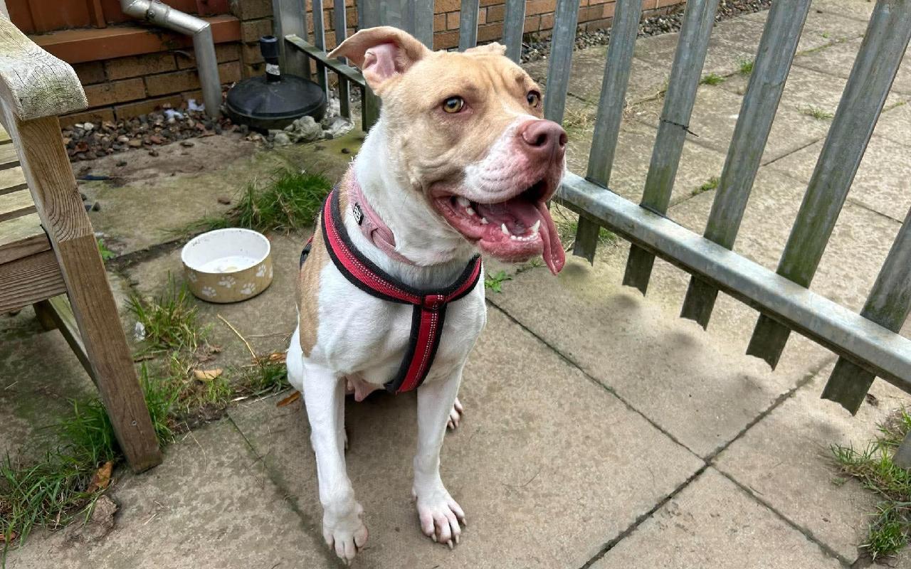 Carly, a 2 years old female Crossbreed available for adoption from Scottish SPCA in Scotland