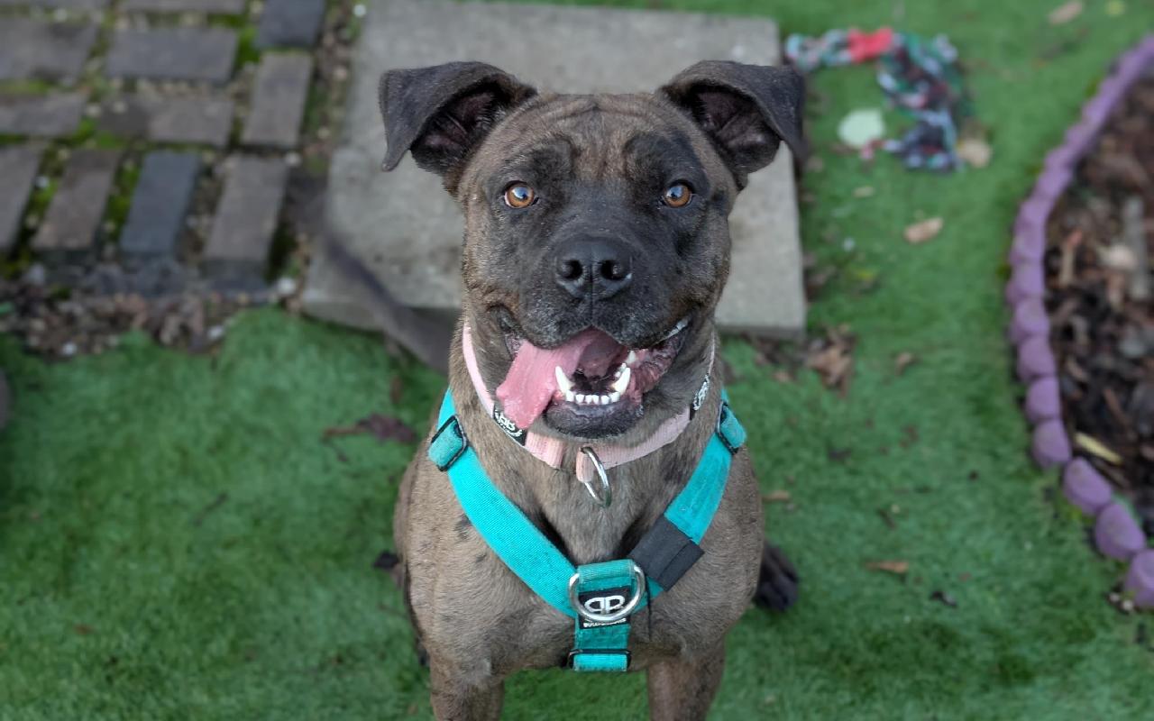 Storm, a 3 years old female Crossbreed available for adoption from Scottish SPCA in Dunbartonshire and West Scotland ARRC, Scotland