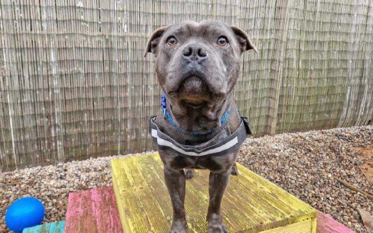 Amara, a 2 years old female Staffordshire Bull Terrier available for adoption from Scottish SPCA in Scotland