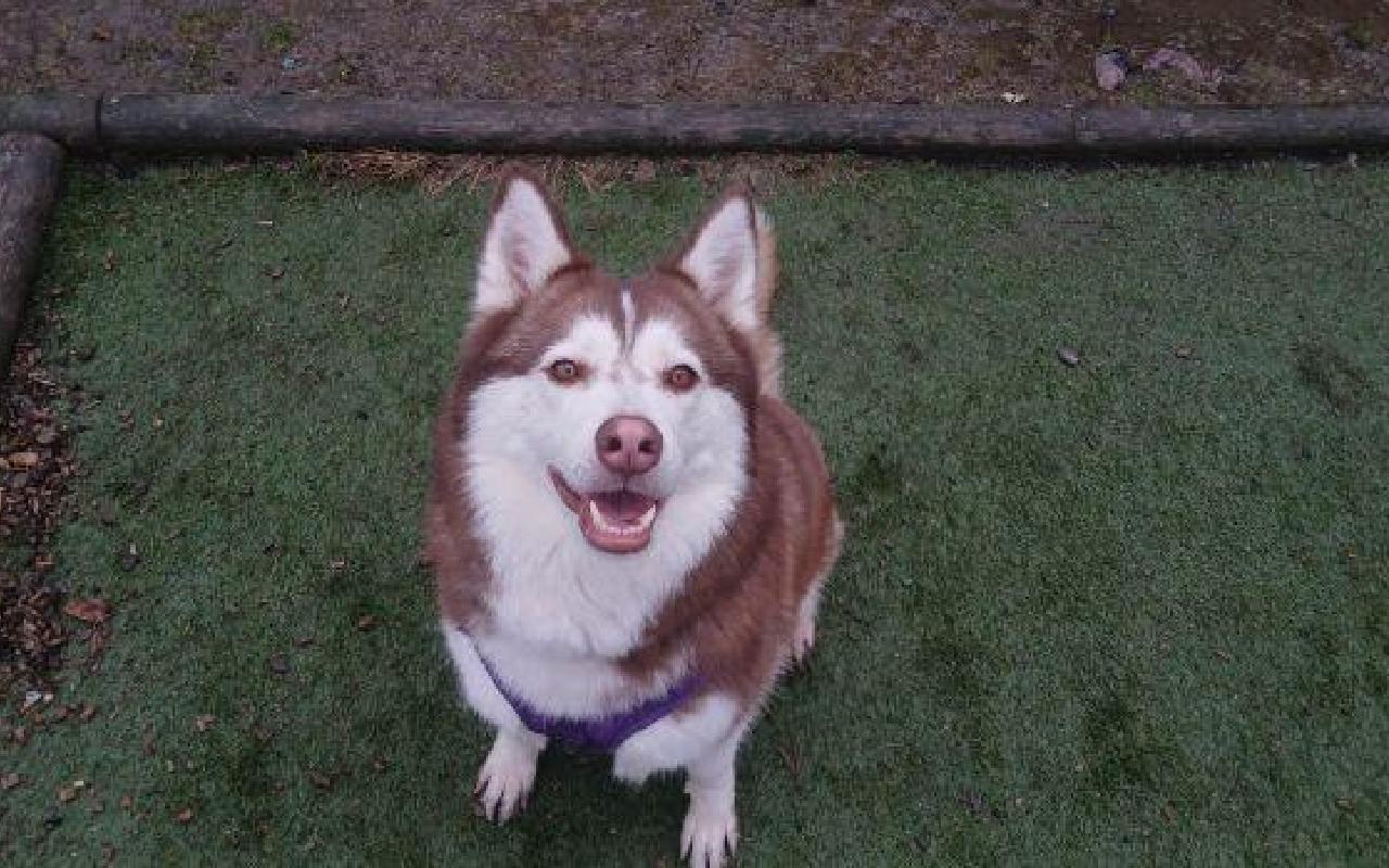 Dakota, a 4 years old female Siberian Husky available for adoption from Scottish SPCA in Aberdeenshire, Scotland