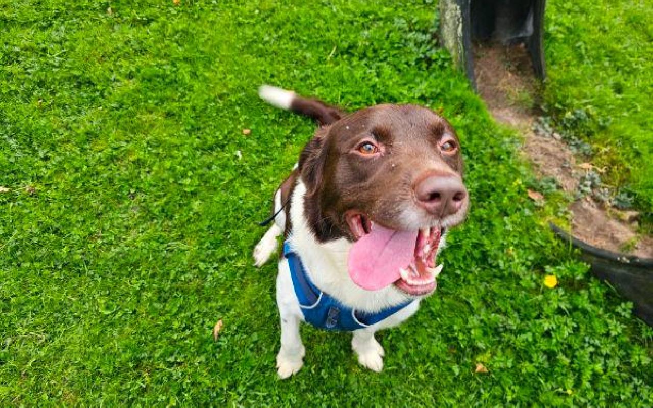 Diesel, a 3 years old male Nova Scotia Duck Tolling Retriever available for adoption from Scottish SPCA in Scotland