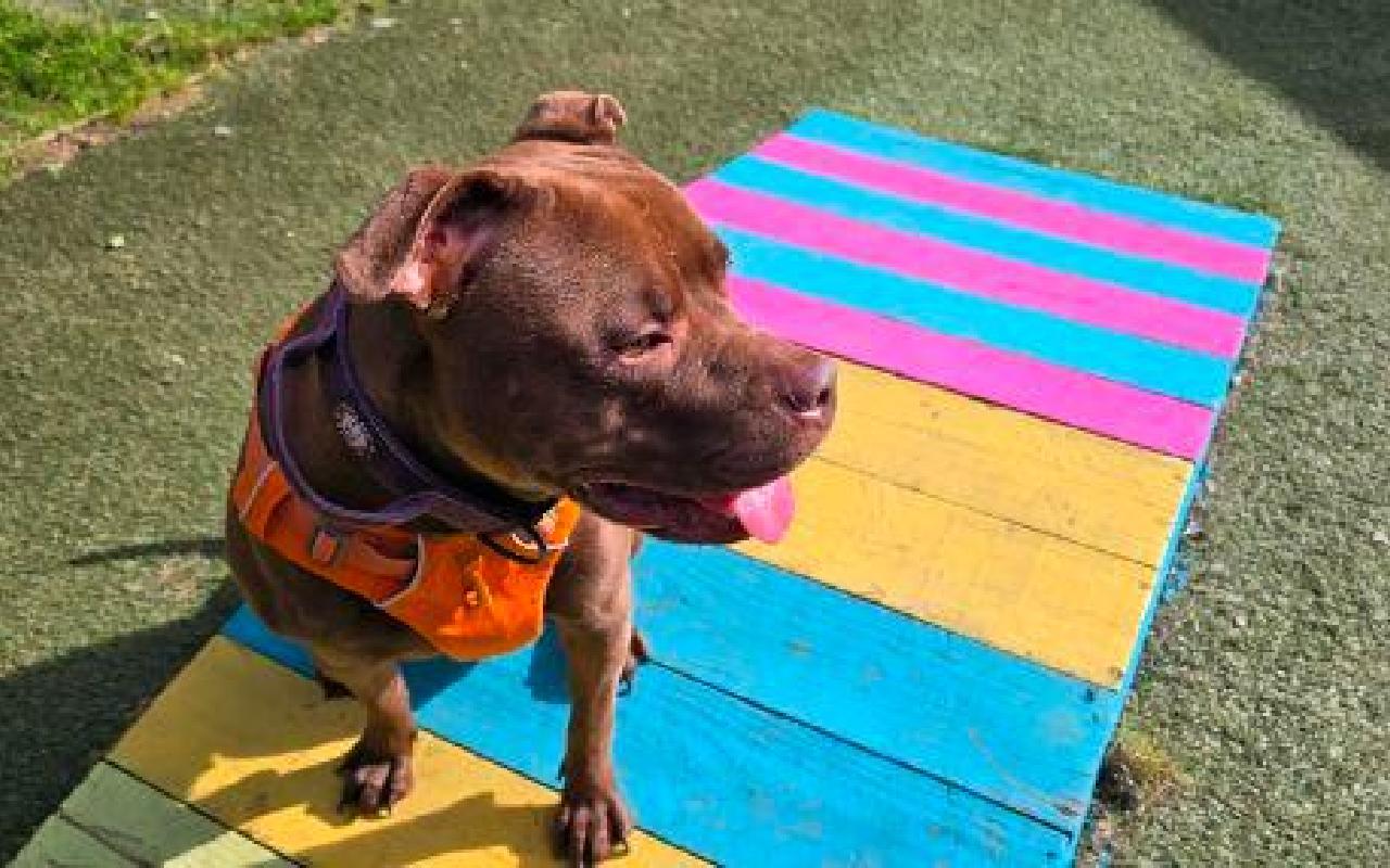 Hazel, a 3 years old female Staffordshire Bull Terrier available for adoption from Scottish SPCA in Scotland