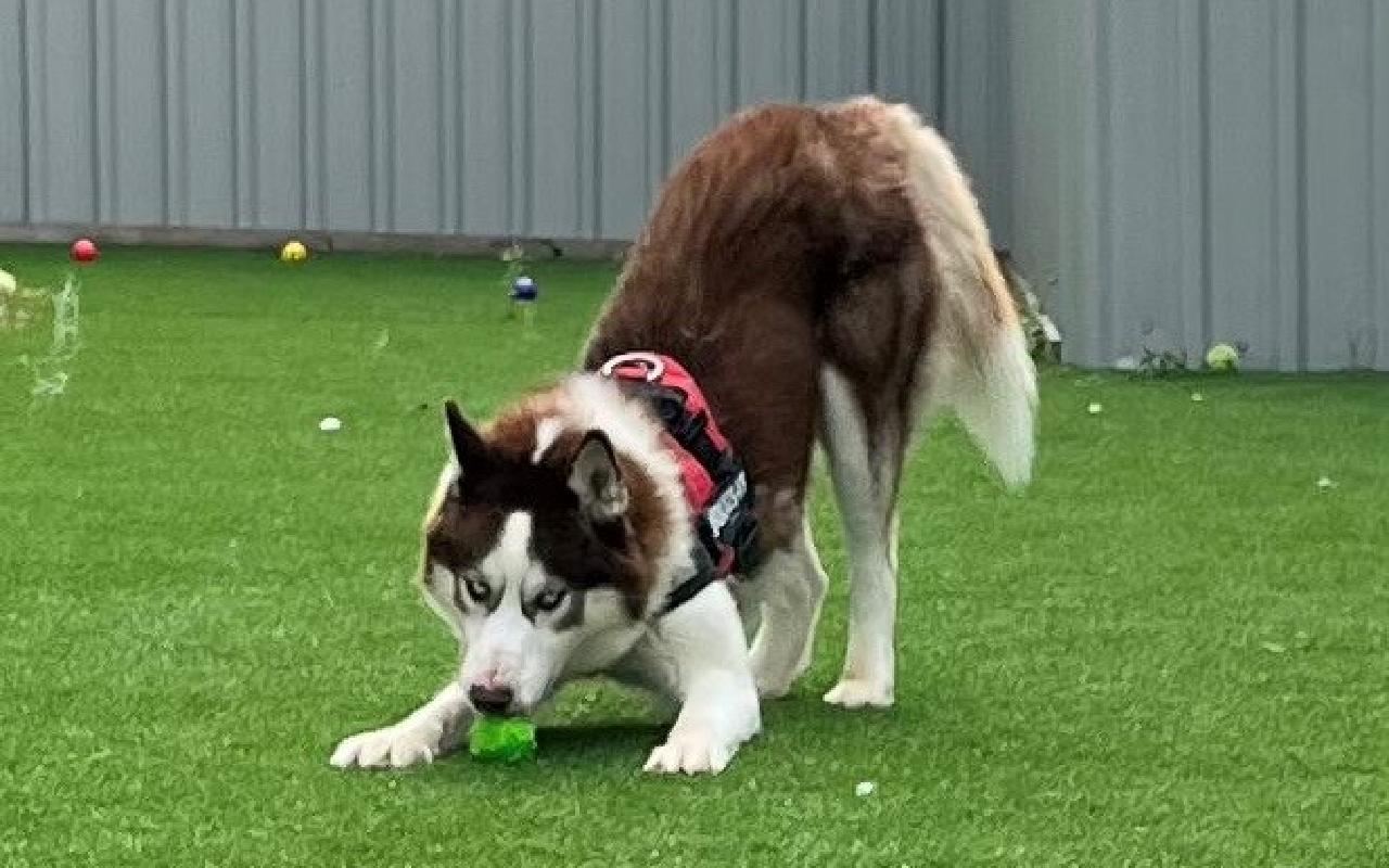Leo, a 6 years old male Siberian Husky available for adoption from Scottish SPCA in Glasgow ARRC, Scotland