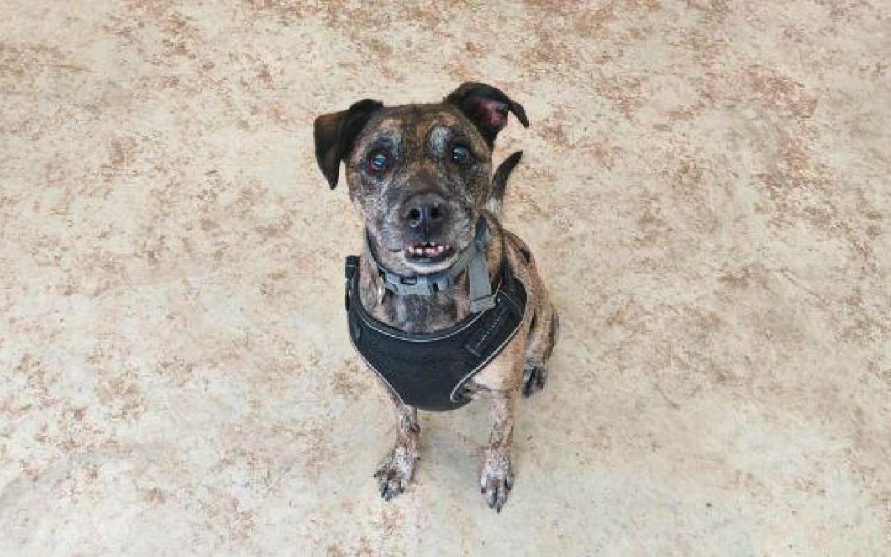 Cody, a 12 years old male Crossbreed available for adoption from Scottish SPCA in Scotland