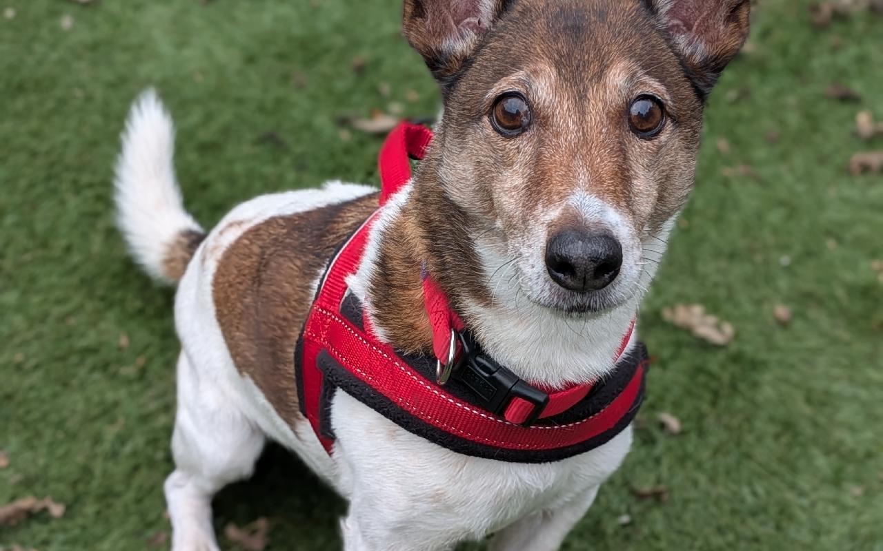 Angus, a 7 years old male Jack Russell Terrier available for adoption from Scottish SPCA in Dunbartonshire and West Scotland ARRC, Scotland
