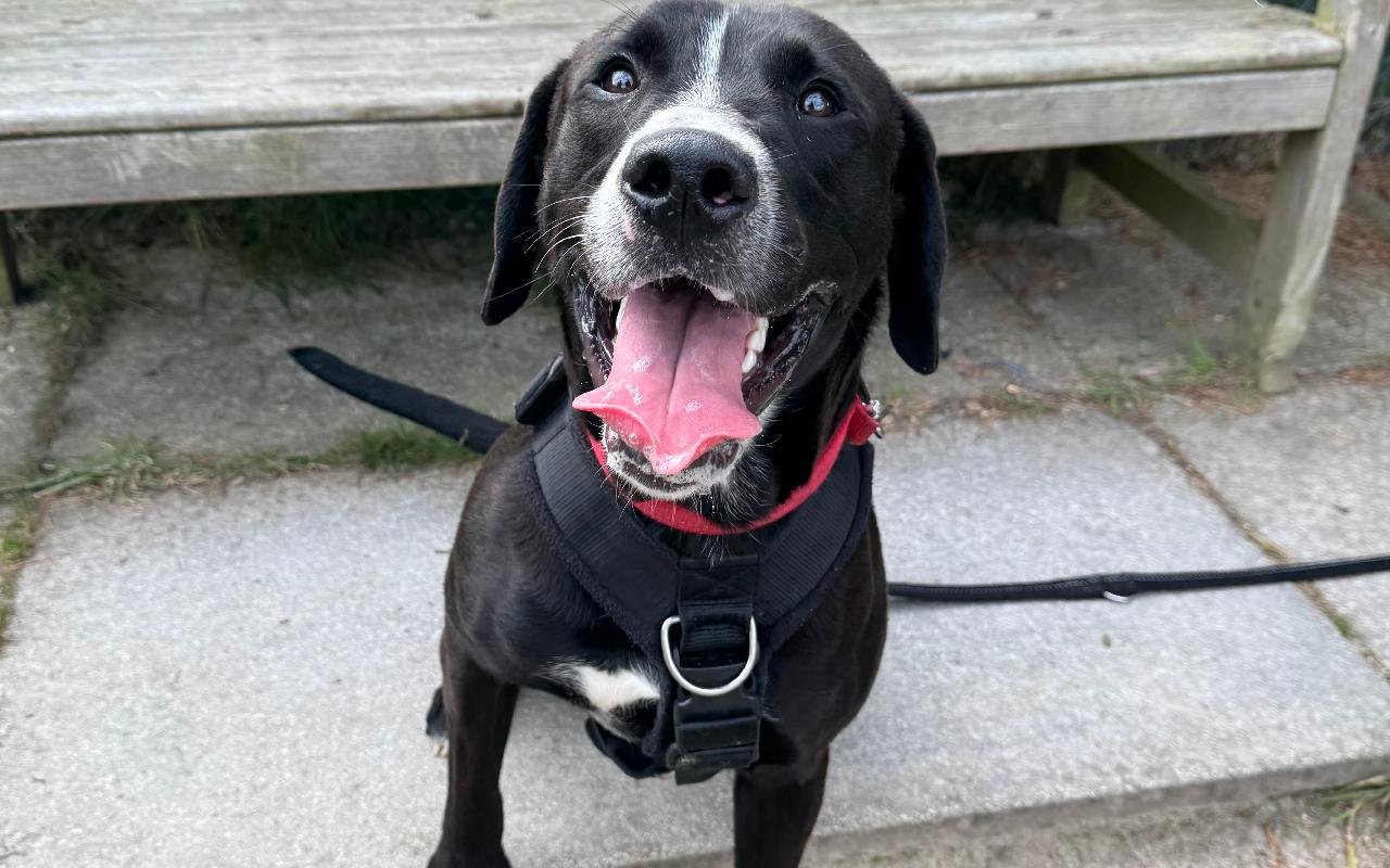 Harley, a 1 year old male Labrador available for adoption from Scottish SPCA in Scotland