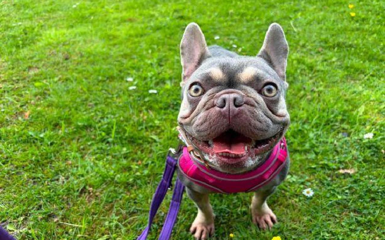 Paris, a 3 years old female French Bulldog available for adoption from Scottish SPCA in Scotland