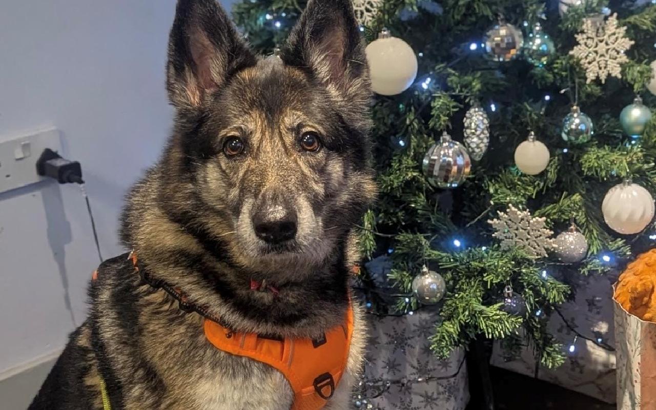 Luna, a 7 years old female German Shepherd available for adoption from Scottish SPCA in Glasgow ARRC, Scotland