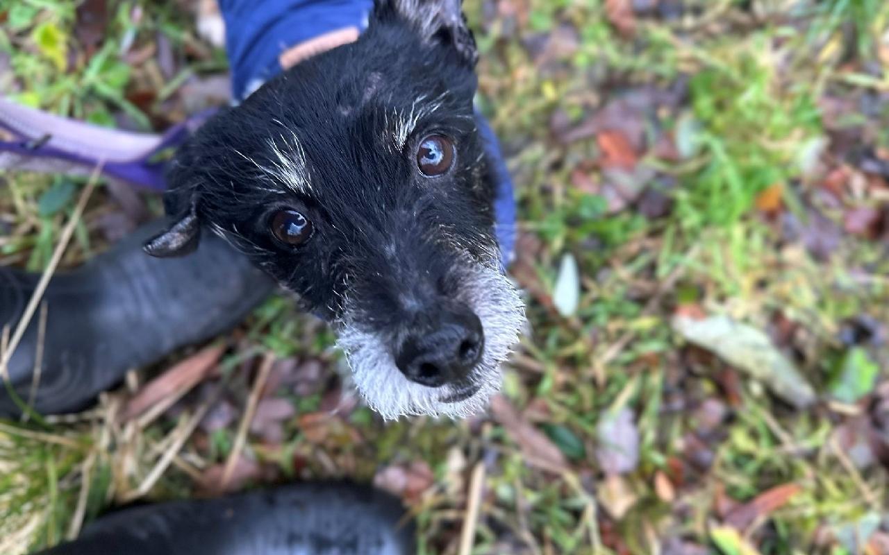 Aladdin, a 9 years old male Jack Russell Terrier available for adoption from Scottish SPCA in Glasgow ARRC, Scotland